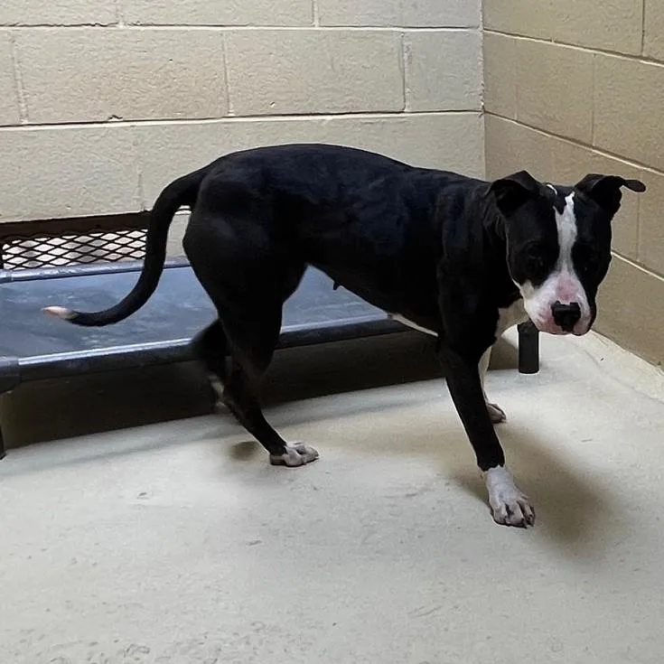 Scribble thumbnail 2