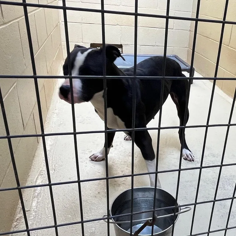 Scribble thumbnail 3