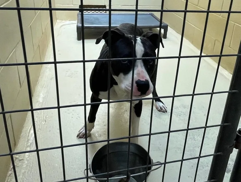 Scribble thumbnail 4