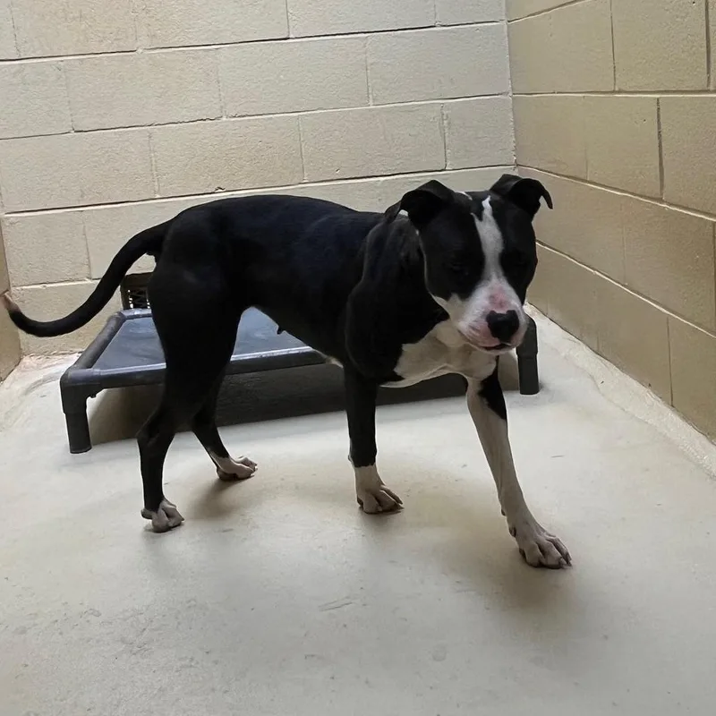 Scribble thumbnail 5