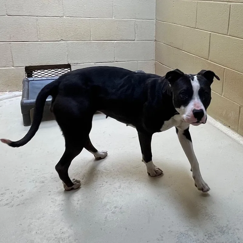 Scribble thumbnail 6