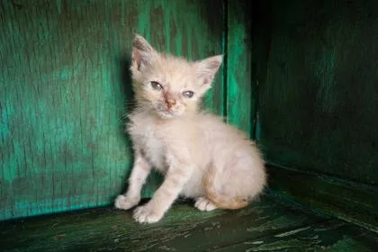 A baby small-sized male Domestic Short Hair cat named Sneezy for adoption in San Antonio, TX