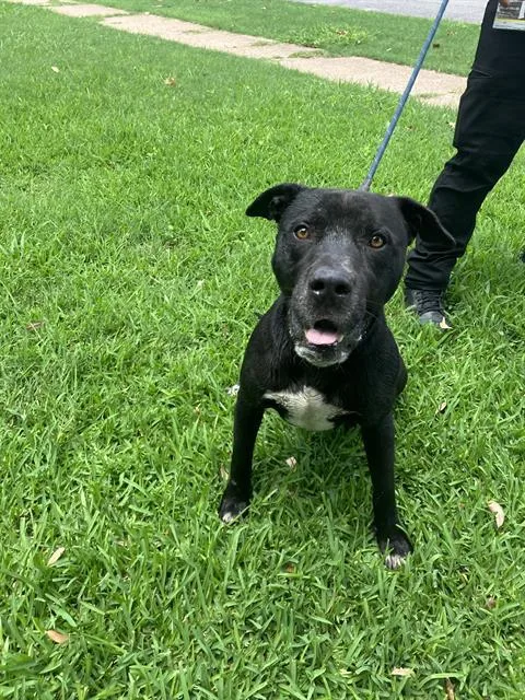 A young large-sized male Mixed Breed dog named Drake for adoption in Dallas, TX
