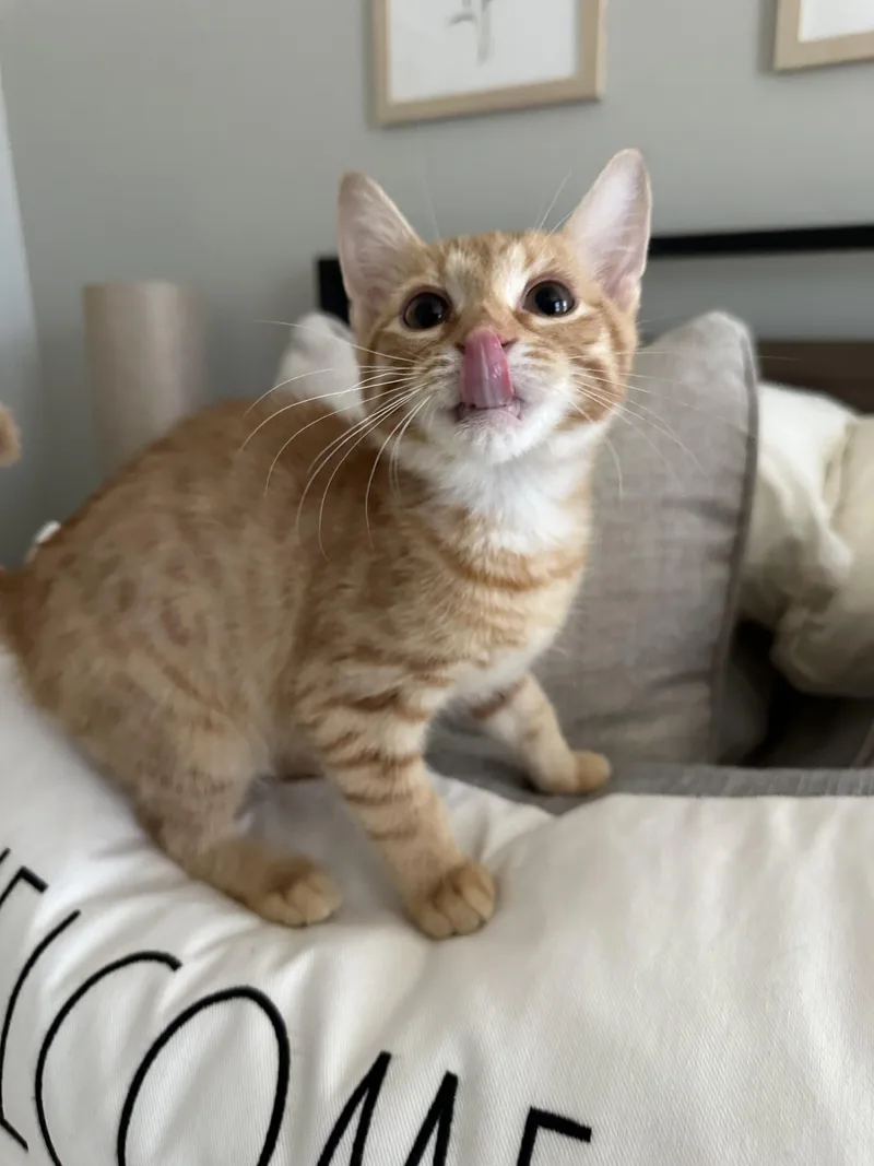 A baby small-sized male Tabby (Orange / Red) American Shorthair cat named Ferret for adoption in North Chesterfield, VA