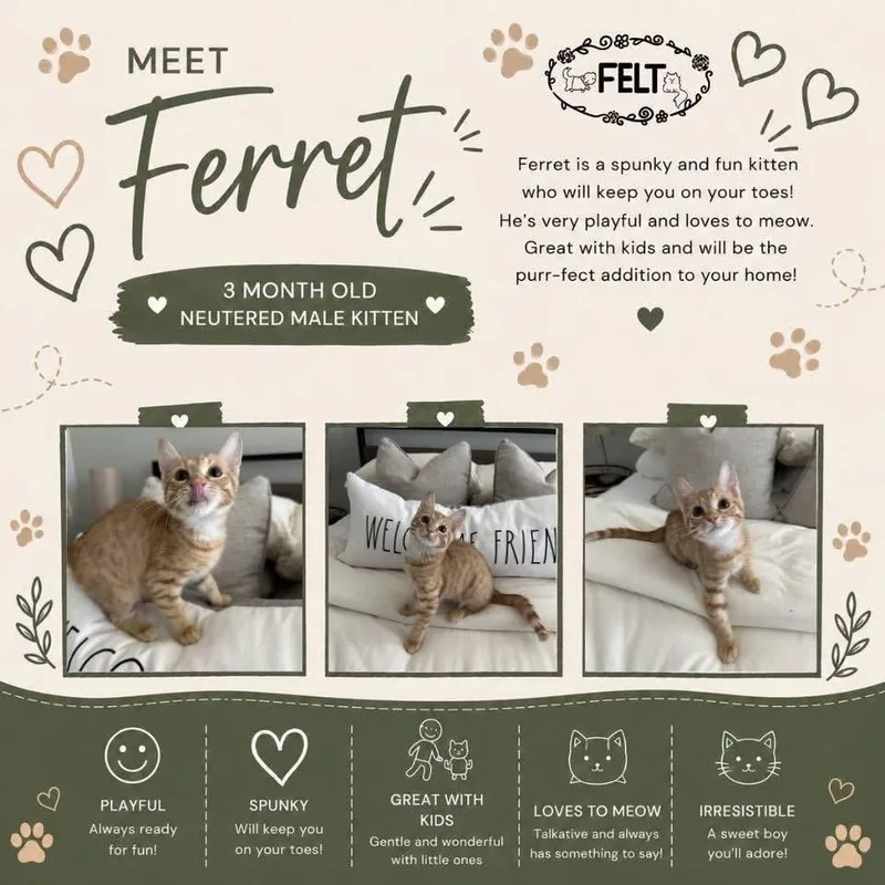 Ferret thumbnail 3