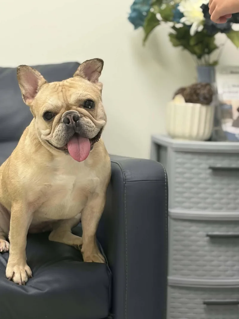 An adult small-sized female French Bulldog dog named Waffles for adoption in Holly Springs, NC