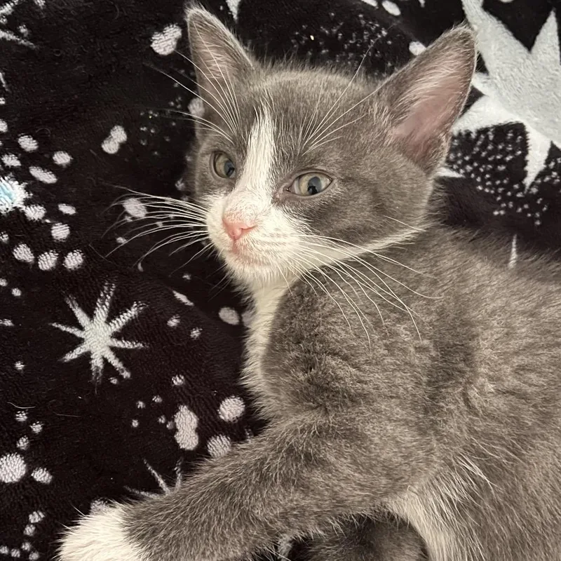 A baby small-sized male Gray / Blue / Silver Domestic Short Hair cat named George for adoption in Inman, SC