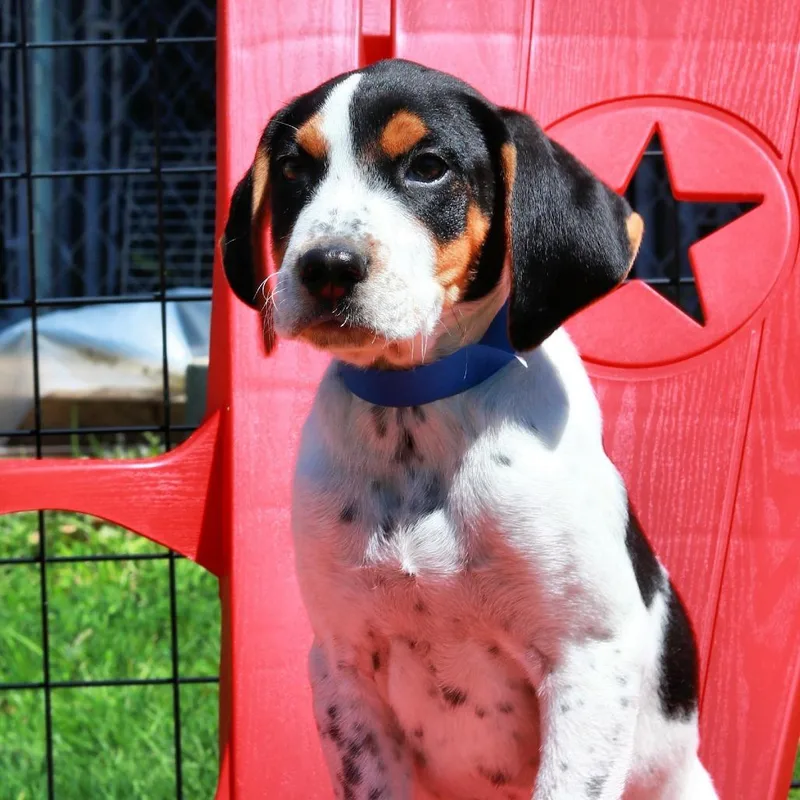 A baby medium-sized male Black Hound dog named Ct Waylon Avail May for adoption in Stormville, NY
