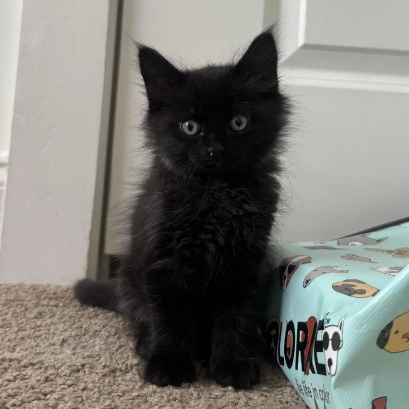 A baby small-sized female Black Domestic Short Hair cat named Sonata for adoption in Auburn, AL