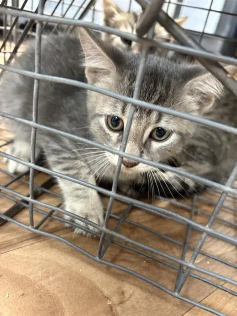 A baby small-sized male Domestic Medium Hair cat named Sweeper for adoption in Sugar Land, TX