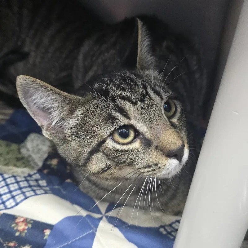 A baby small-sized male Brown / Chocolate Domestic Short Hair cat named Decatur for adoption in Yanceyville, NC