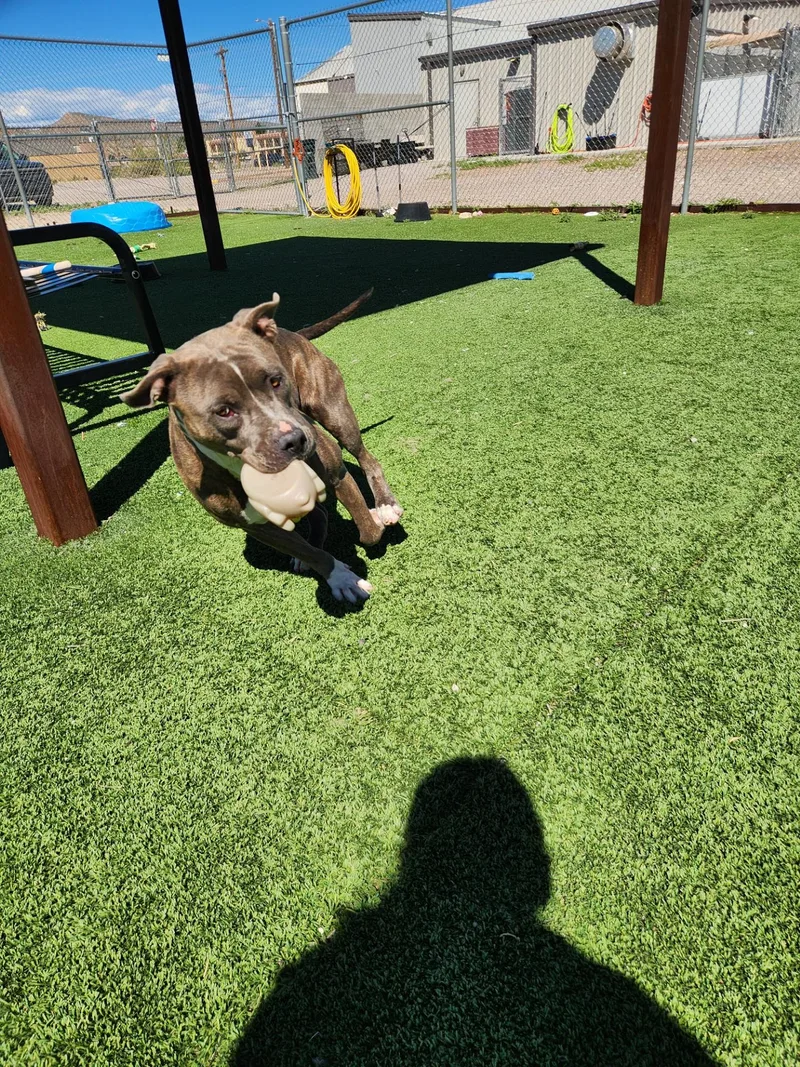 An adult medium-sized female Pit Bull Terrier dog named Haze for adoption in Truth or Consequences , NM