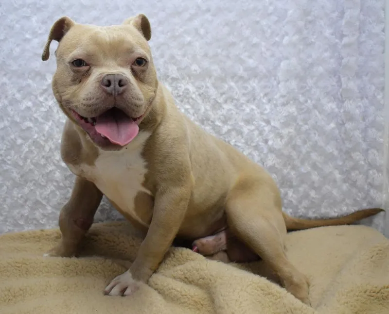 An adult large-sized male Pit Bull Terrier dog named Mongo for adoption in Springfield, OH