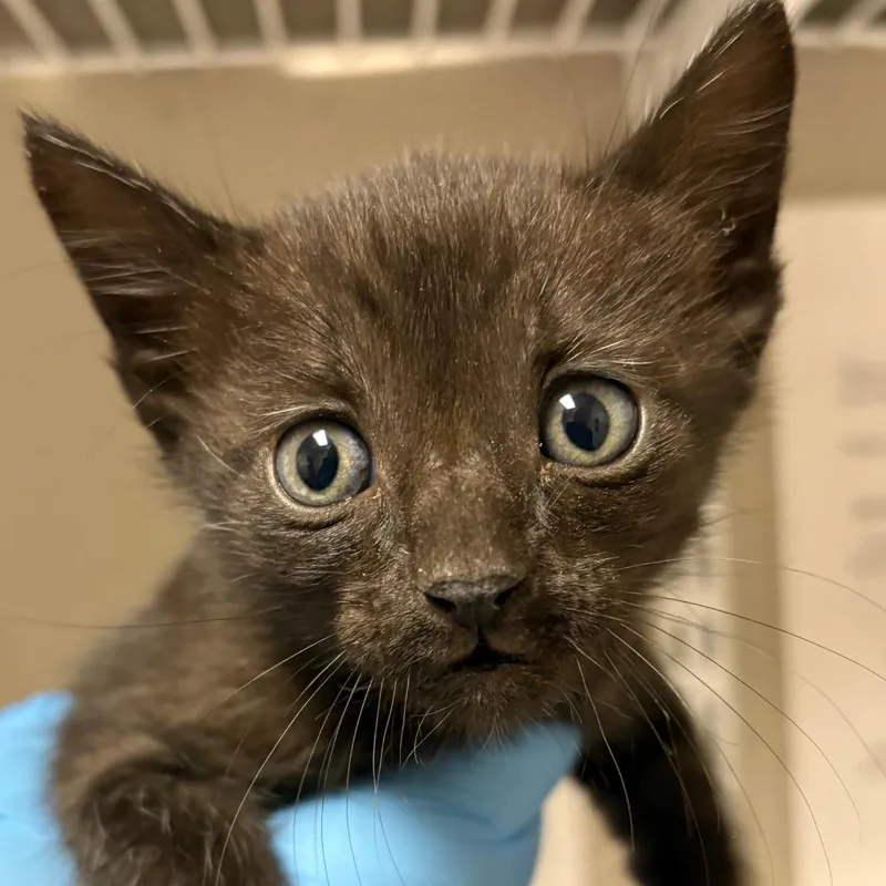 A baby small-sized male Black Domestic Short Hair cat named Phineas for adoption in Yuma, AZ