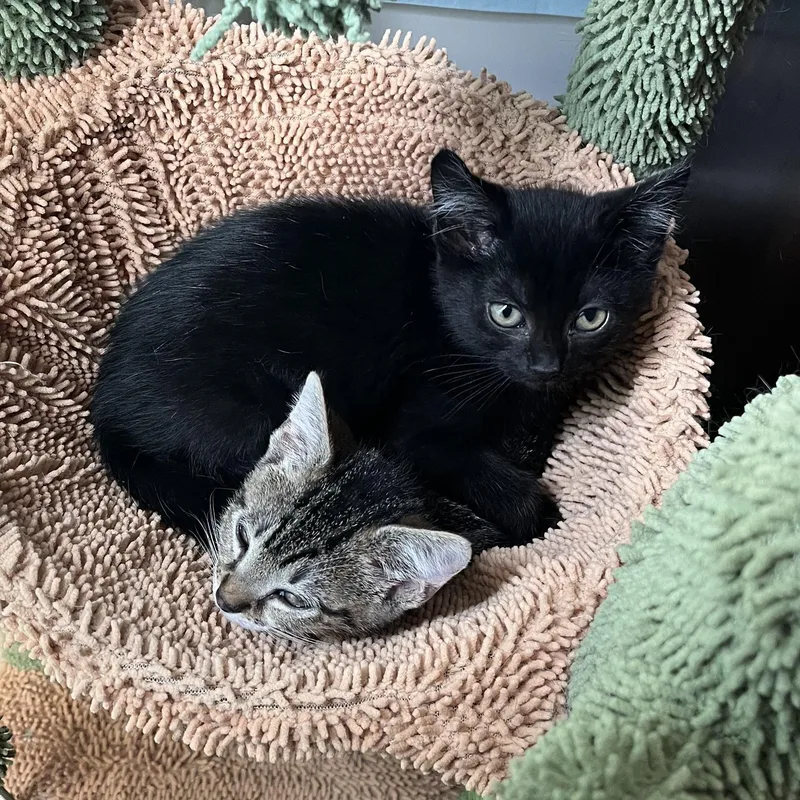 A baby small-sized male Black Tabby cat named Ace And Terry for adoption in Miami, FL