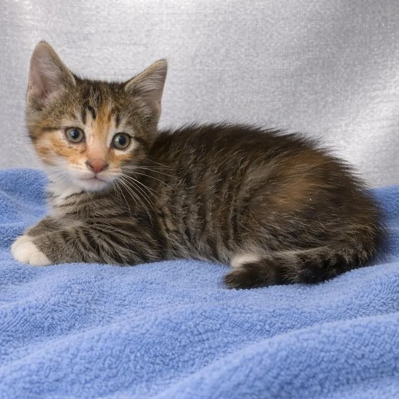 A baby small-sized female Calico American Shorthair cat named Jinki for adoption in Allentown, PA