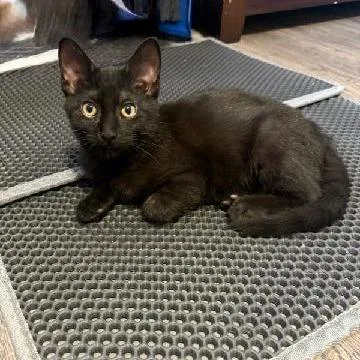 A baby small-sized male Black Domestic Short Hair cat named Panther for adoption in Carmel, IN