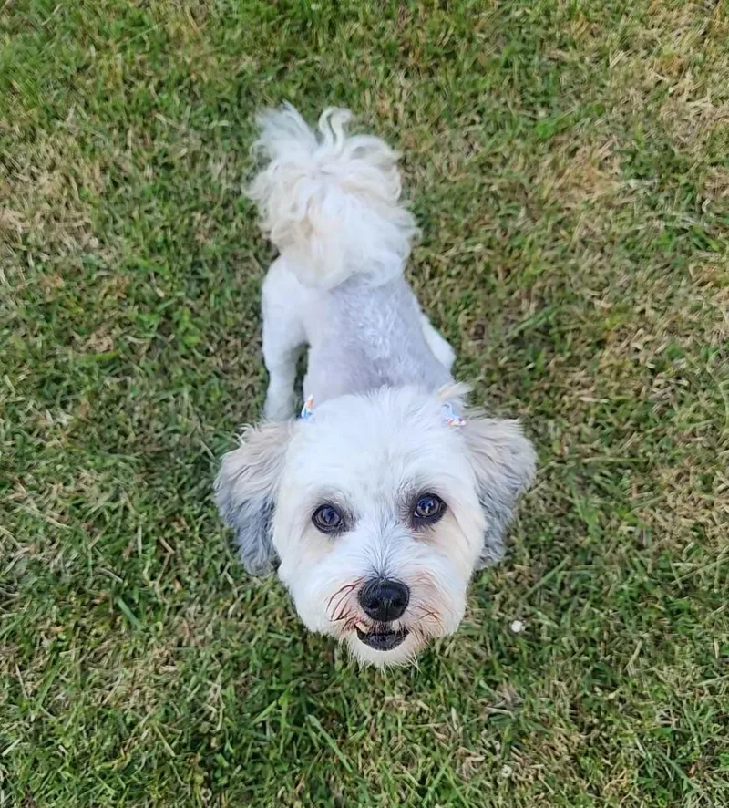 An adult small-sized female Havanese dog named Ricci in Essex  for adoption in Livonia, MI
