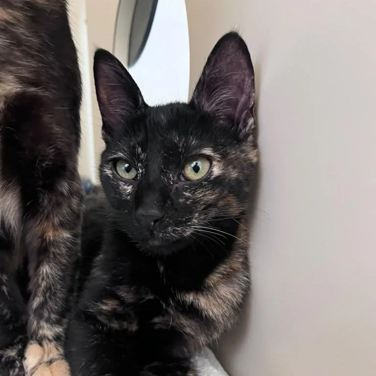 A young small-sized female Brown / Chocolate Domestic Short Hair cat named Kleo for adoption in San Pablo, CA