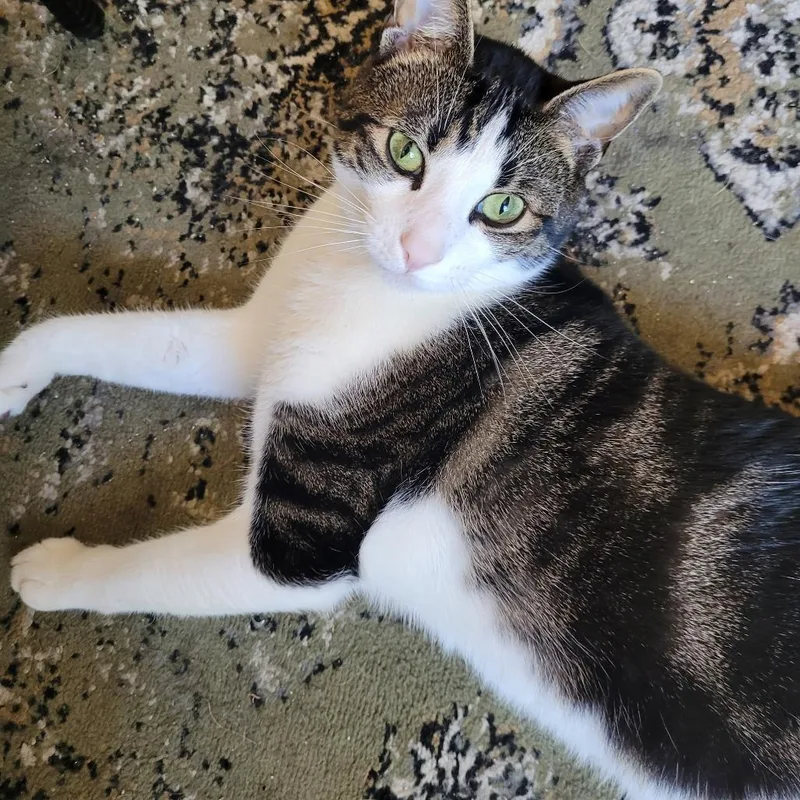 An adult extra large-sized male Domestic Short Hair cat named Atheno for adoption in West Palm Beach, FL