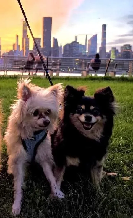 Finn and Indy thumbnail 5