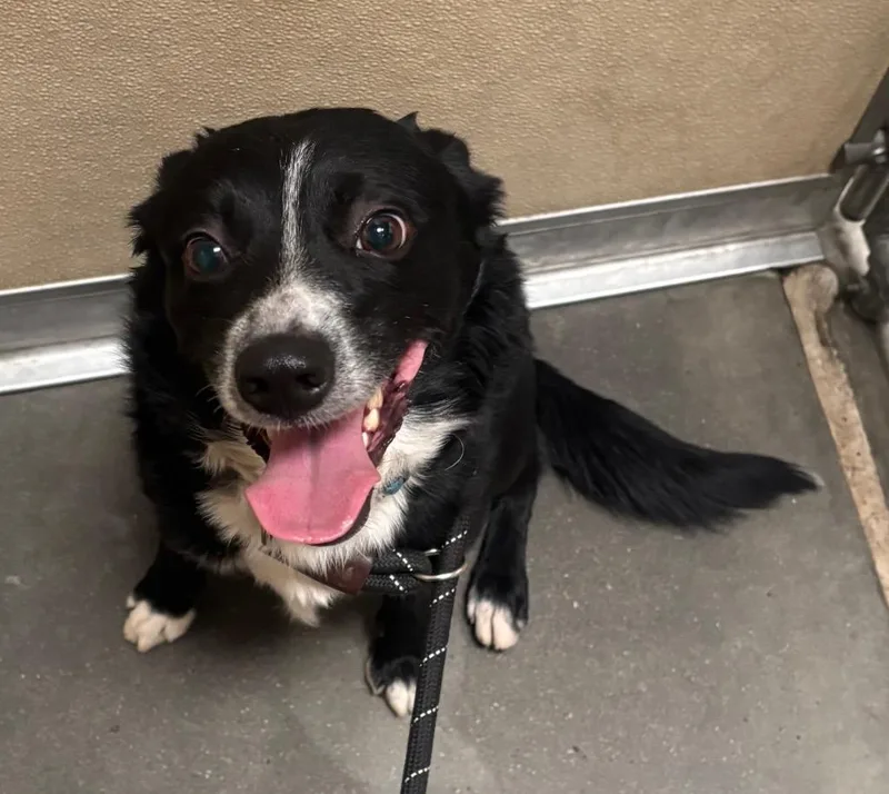 An adult medium-sized male Mixed Breed dog named Roper for adoption in Green River, WY