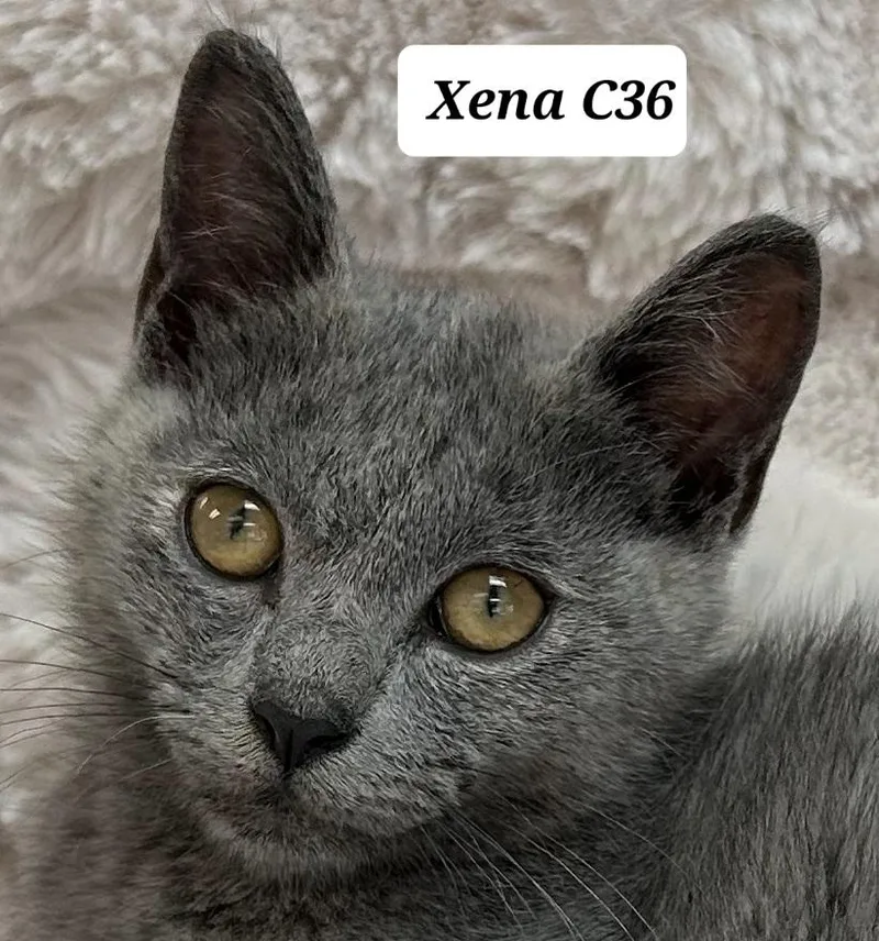 Xena