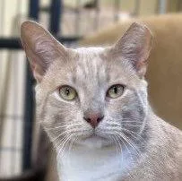 A young medium-sized male Domestic Short Hair cat named Tank for adoption in Berlin, MD