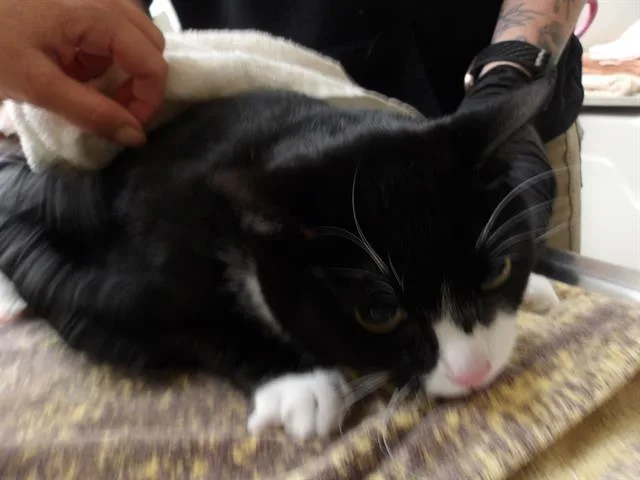 An adult small-sized female Domestic Short Hair cat named Clara for adoption in Santa Rosa, CA