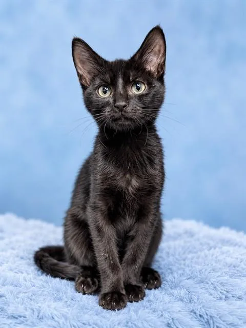 A baby small-sized male Domestic Short Hair cat named Billy Joel for adoption in Westminster, MD