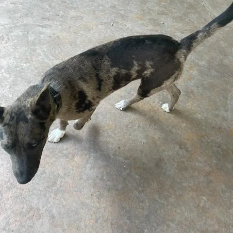 A young medium-sized female Gray / Blue / Silver Catahoula Leopard Dog dog named Pyry for adoption in Austin, TX