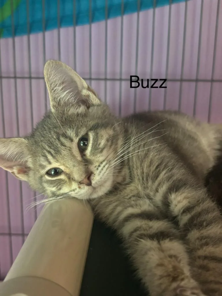 A baby small-sized male Domestic Short Hair cat named Buzz for adoption in Cambridge, MD