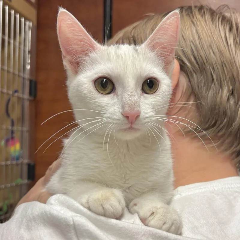 A baby medium-sized female White Domestic Short Hair cat named Peanut Butter Whiskey for adoption in Sonora, CA