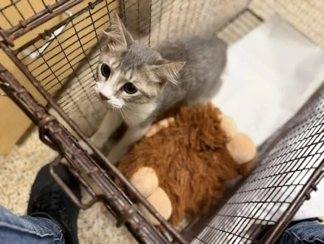 A baby small-sized male Domestic Medium Hair cat named Nikkie for adoption in Miami, FL