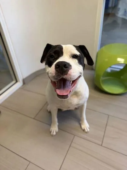 An adult large-sized female Pit Bull Terrier dog named Kahmaya for adoption in Daytona Beach, FL
