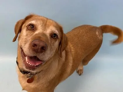 An adult large-sized female Labrador Retriever dog named Sandy for adoption in Woodbury, MN