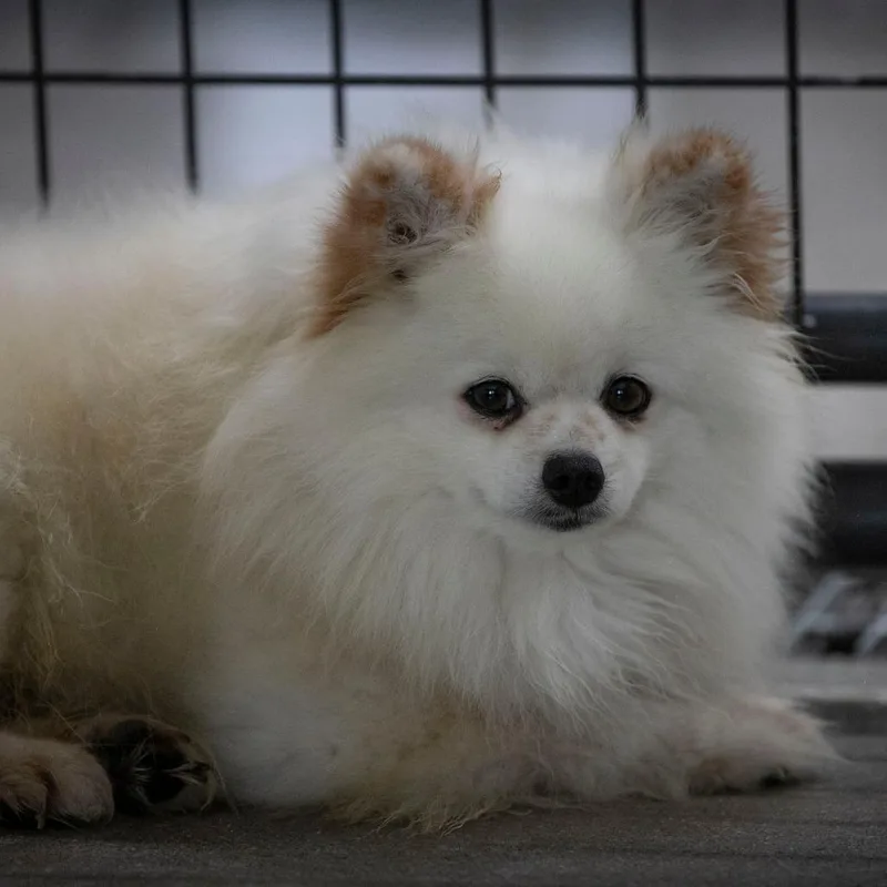 An adult small-sized male White / Cream Pomeranian dog named Cassanova for adoption in Peyton, CO