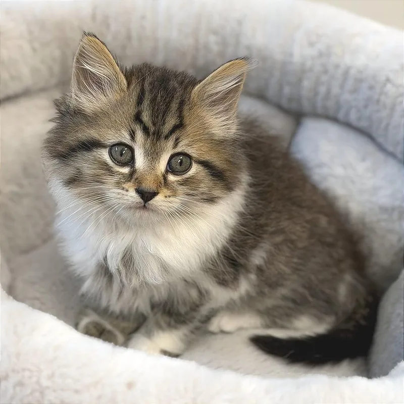 A baby small-sized male Brown / Chocolate Domestic Long Hair cat named Roy Kent for adoption in Greensboro, GA