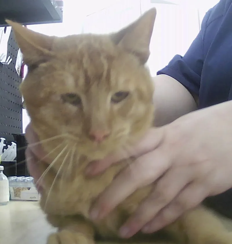 An adult medium-sized male Tabby (Orange / Red) Domestic Short Hair cat named Buckaroo for adoption in Anoka, MN