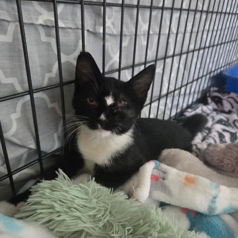 A baby medium-sized female Black & White / Tuxedo Domestic Medium Hair cat named Penny for adoption in Wilton, CA