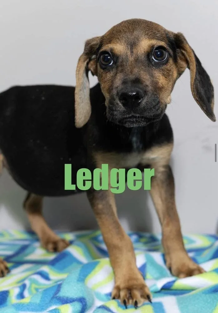 Ledger