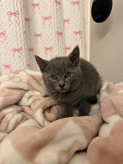 A young small-sized male Domestic Short Hair cat named Benson for adoption in Lafayette, IN