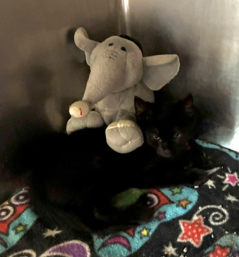 A baby medium-sized male Black Domestic Short Hair cat named Sweets for adoption in Petersburg, IL