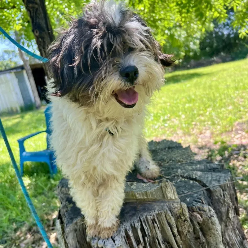 A young small-sized male White / Cream Shih Tzu dog named Fez for adoption in Sonoma, CA