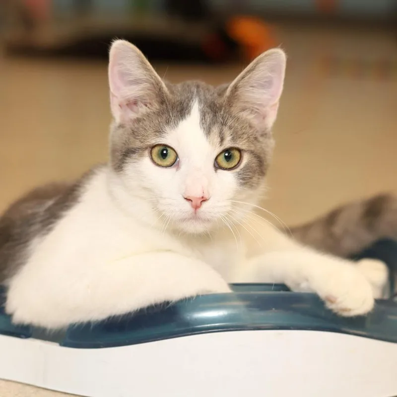A young medium-sized male Gray / Blue / Silver Domestic Short Hair cat named Sox for adoption in Evansville, IN