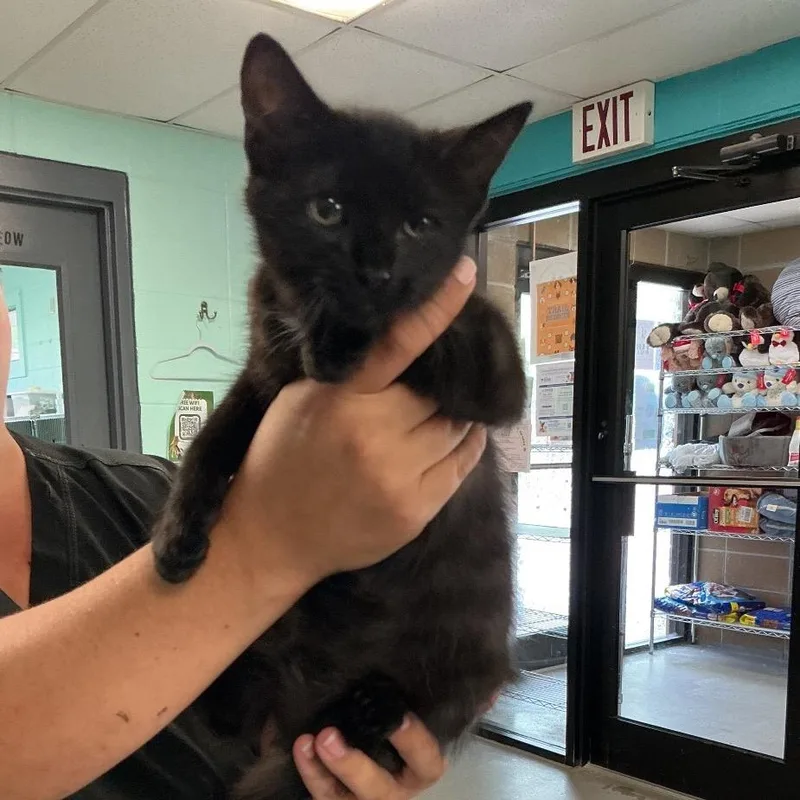 A baby small-sized female Black Domestic Short Hair cat named Salem for adoption in Spruce Pine, NC