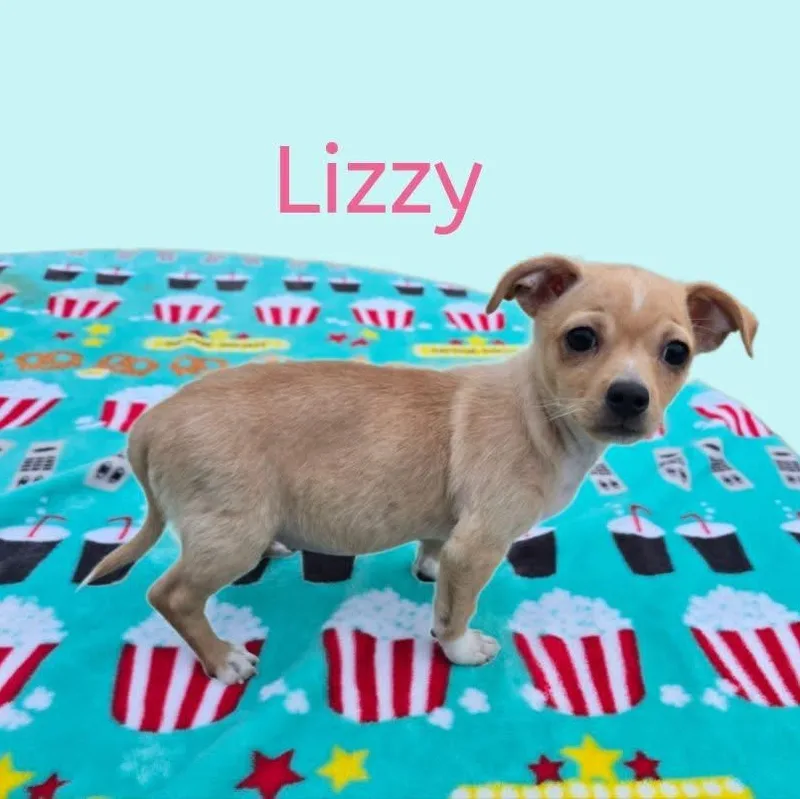 A baby small-sized female Mixed Breed dog named Lizzy for adoption in Joliet, IL
