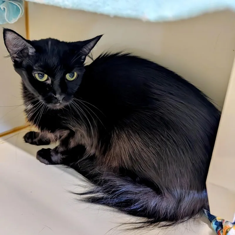An adult medium-sized female Black Domestic Medium Hair cat named Velveteen for adoption in Delaware, OH