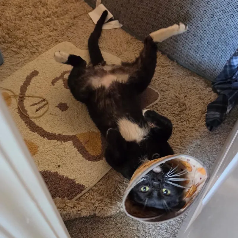 A young small-sized male Black Domestic Short Hair cat named Beans for adoption in Long Beach, CA