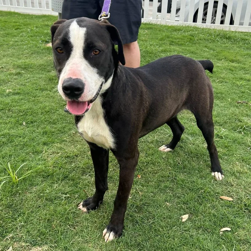An adult large-sized male Black American Bulldog dog named Frijoles aka Bean JuM for adoption in Austin, TX